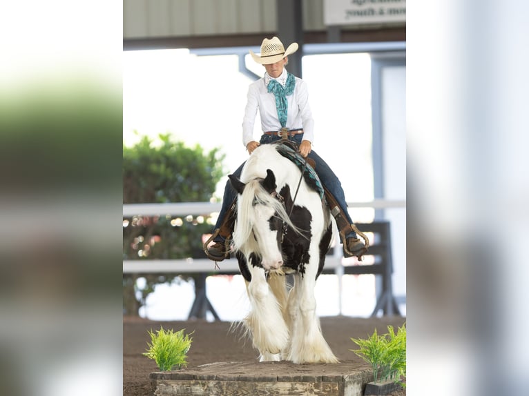 Tinker Wallach 6 Jahre 140 cm in Ocala, FL