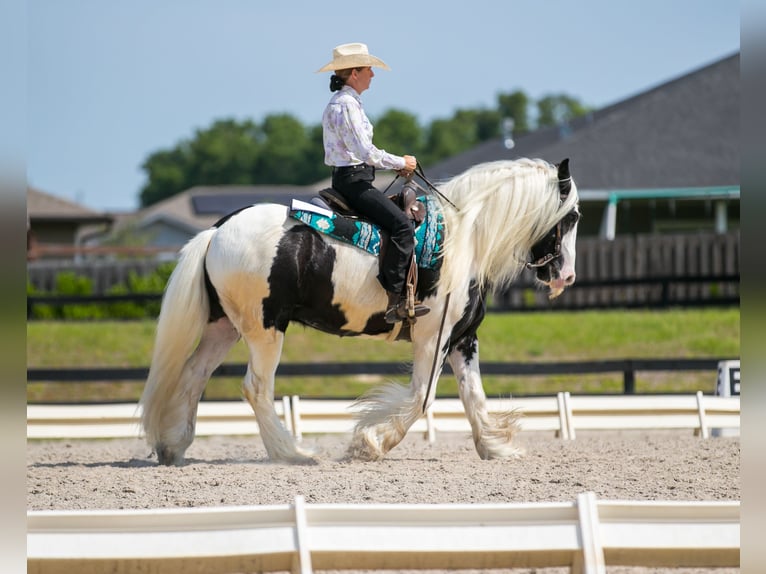 Tinker Wallach 6 Jahre 140 cm in Ocala, FL