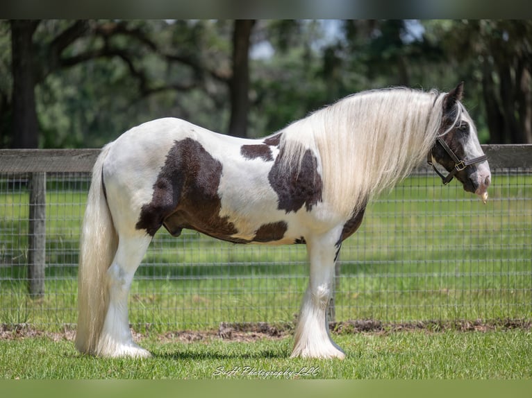 Tinker Wallach 6 Jahre 140 cm in Ocala, FL