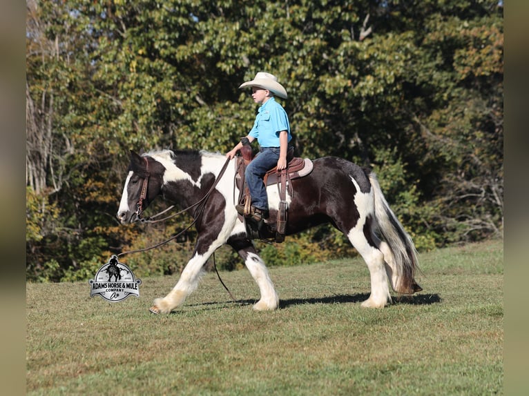 Tinker Wallach 6 Jahre 142 cm Tobiano-alle-Farben in Mount Vernon, KY