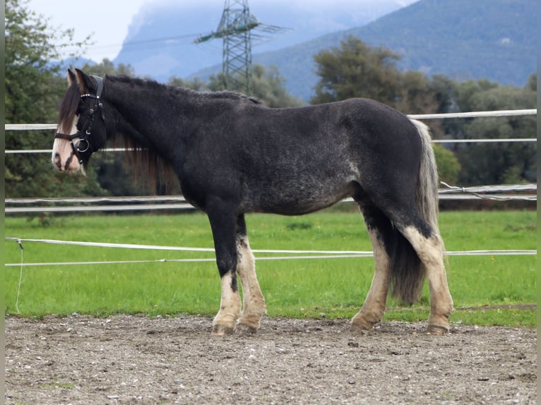 Tinker Wallach 6 Jahre 143 cm Sabino in Kirchbichl