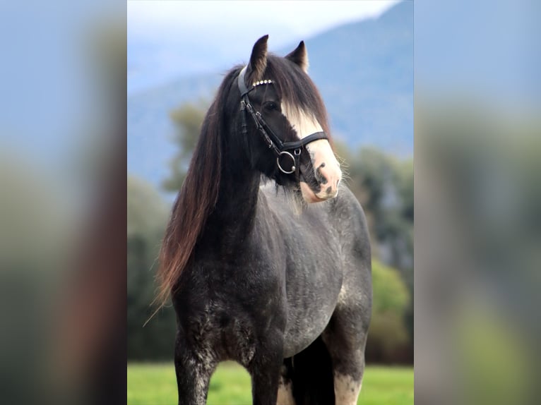 Tinker Wallach 6 Jahre 143 cm Sabino in Kirchbichl