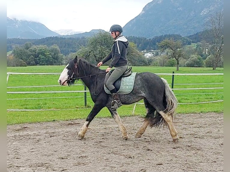 Tinker Wallach 6 Jahre 143 cm Sabino in Kirchbichl