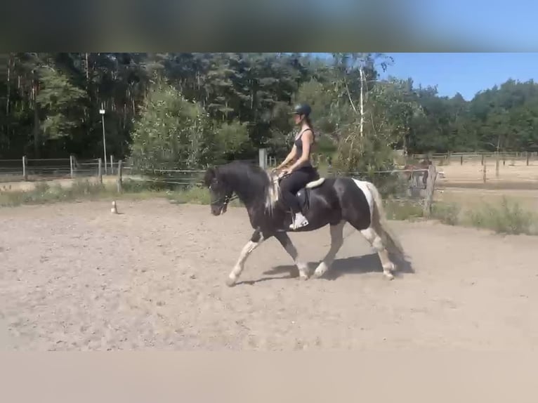 Tinker Mix Wallach 6 Jahre 143 cm Schecke in ZeuthenZeuthen