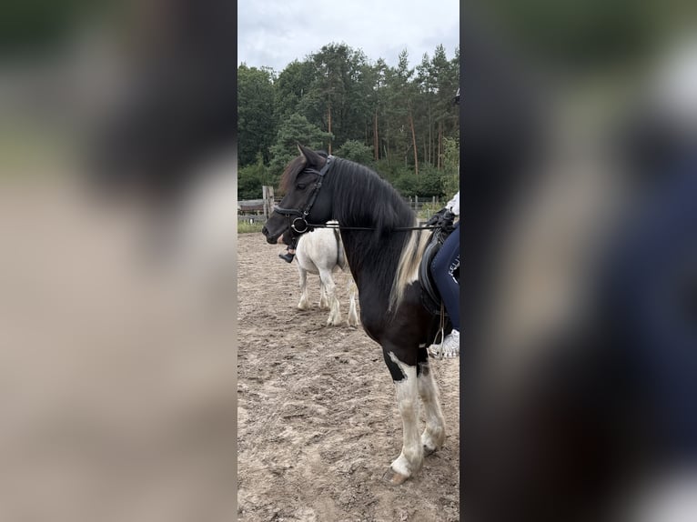 Tinker Mix Wallach 6 Jahre 143 cm Schecke in ZeuthenZeuthen