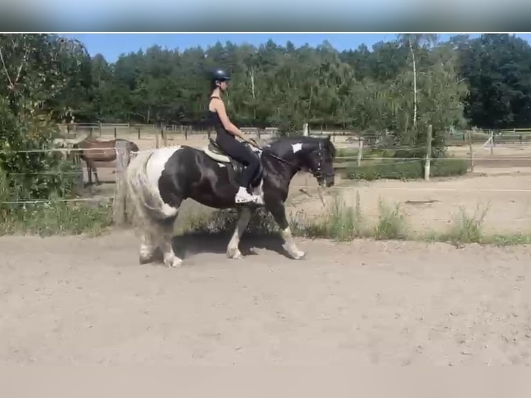 Tinker Mix Wallach 6 Jahre 143 cm Schecke in ZeuthenZeuthen