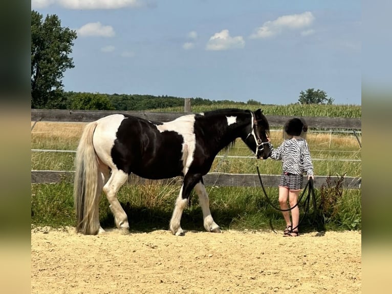 Tinker Mix Wallach 6 Jahre 143 cm Schecke in ZeuthenZeuthen