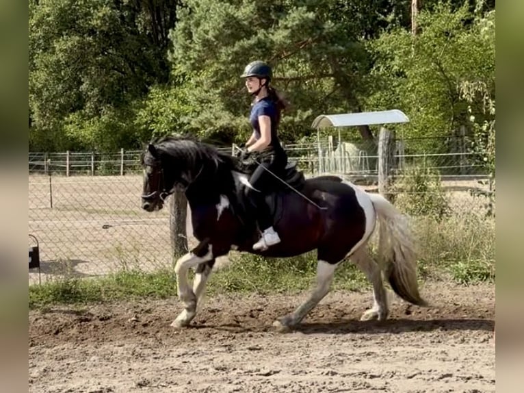 Tinker Mix Wallach 6 Jahre 143 cm Schecke in ZeuthenZeuthen