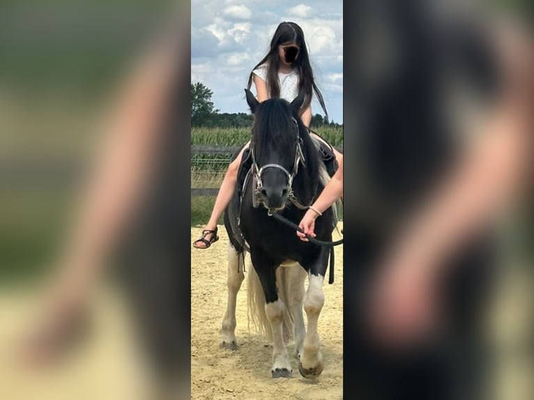 Tinker Mix Wallach 6 Jahre 143 cm Schecke in ZeuthenZeuthen