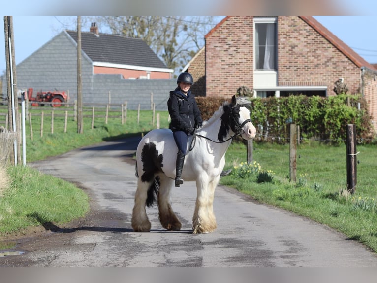 Tinker Wallach 6 Jahre 144 cm Schecke in Pepingen