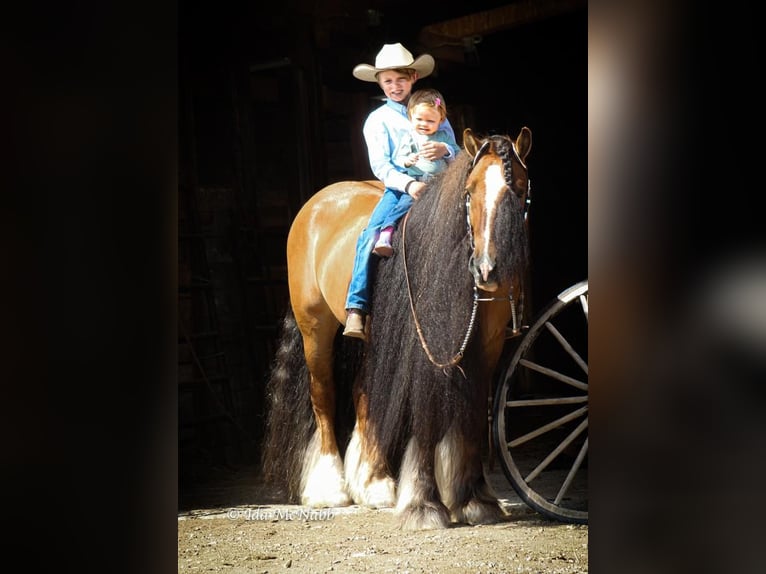 Tinker Wallach 6 Jahre 145 cm Falbe in Cody, WY