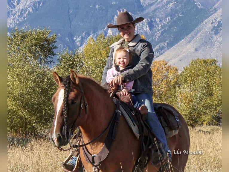 Tinker Wallach 6 Jahre 145 cm Falbe in Cody, WY