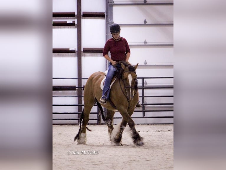 Tinker Wallach 6 Jahre 145 cm Falbe in Cody, WY