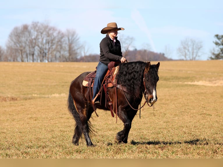 Tinker Wallach 6 Jahre 145 cm Rotbrauner in Clarion
