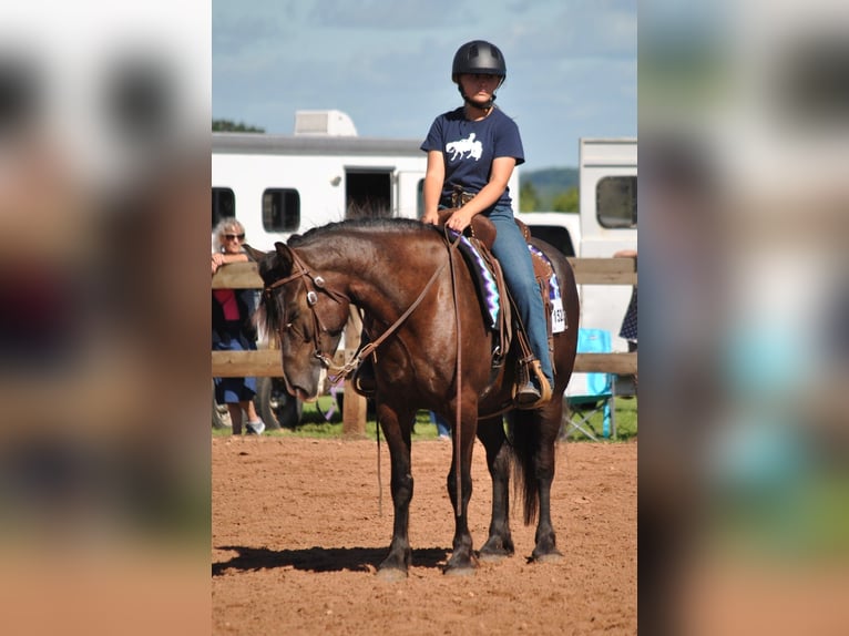 Tinker Mix Wallach 6 Jahre 145 cm Rotbrauner in Pickett