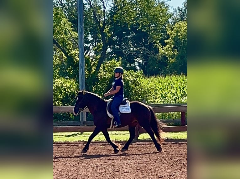 Tinker Mix Wallach 6 Jahre 145 cm Rotbrauner in Pickett