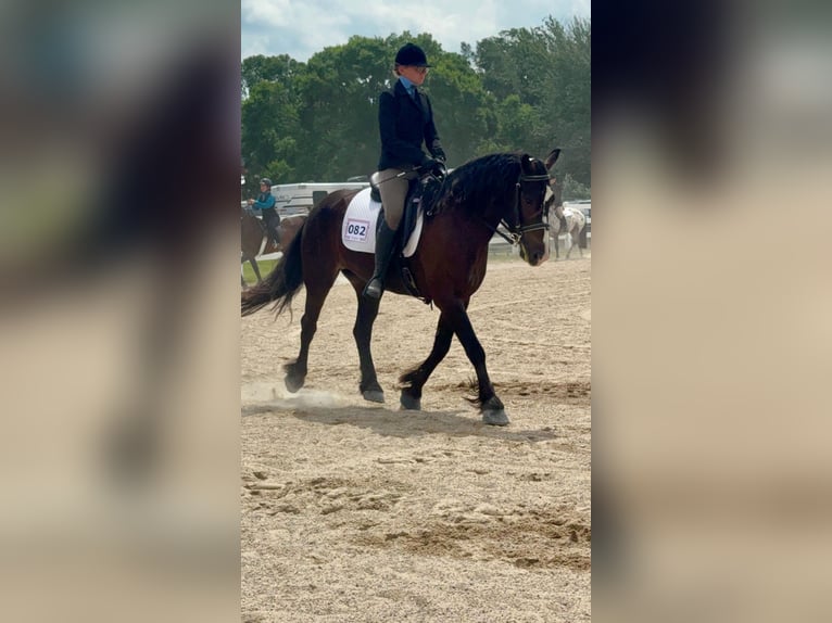 Tinker Mix Wallach 6 Jahre 145 cm Rotbrauner in Pickett