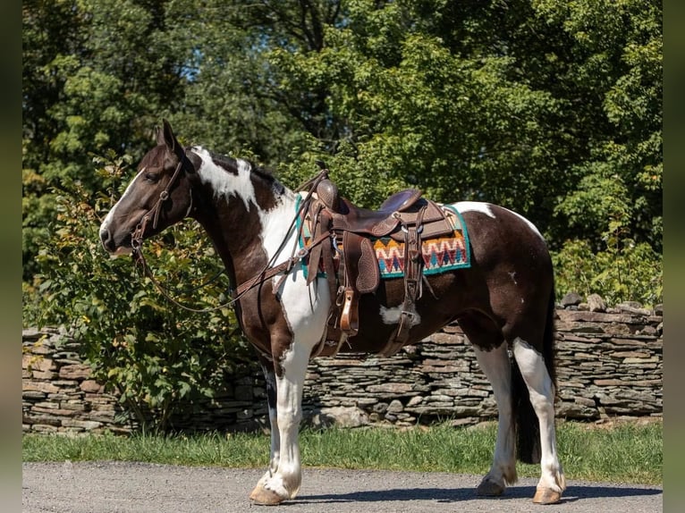 Tinker Wallach 6 Jahre 147 cm Tobiano-alle-Farben in Everett, PA
