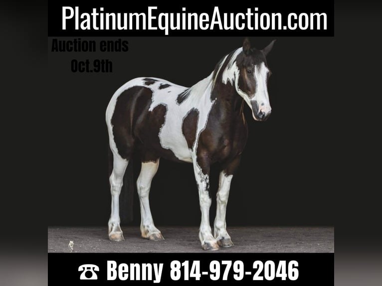 Tinker Wallach 6 Jahre 147 cm Tobiano-alle-Farben in Everett, PA