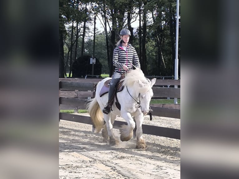 Tinker Wallach 6 Jahre 148 cm Sabino in Lathen