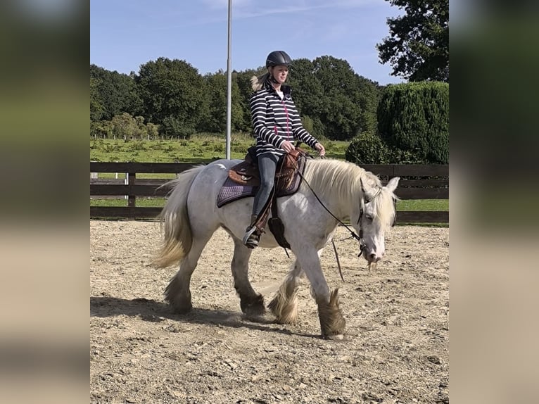Tinker Wallach 6 Jahre 148 cm Sabino in Lathen