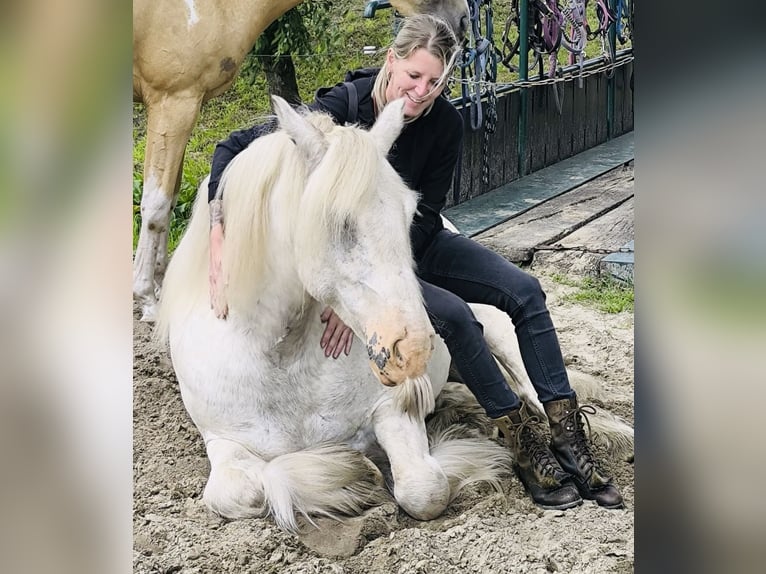 Tinker Wallach 6 Jahre 148 cm Sabino in Lathen