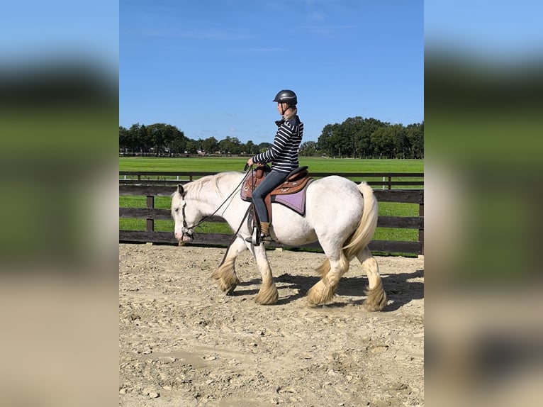 Tinker Wallach 6 Jahre 148 cm Sabino in Lathen