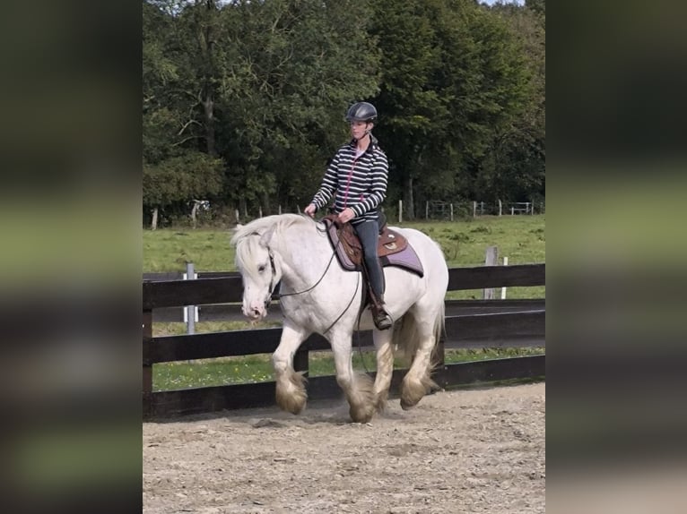 Tinker Wallach 6 Jahre 148 cm Sabino in Lathen