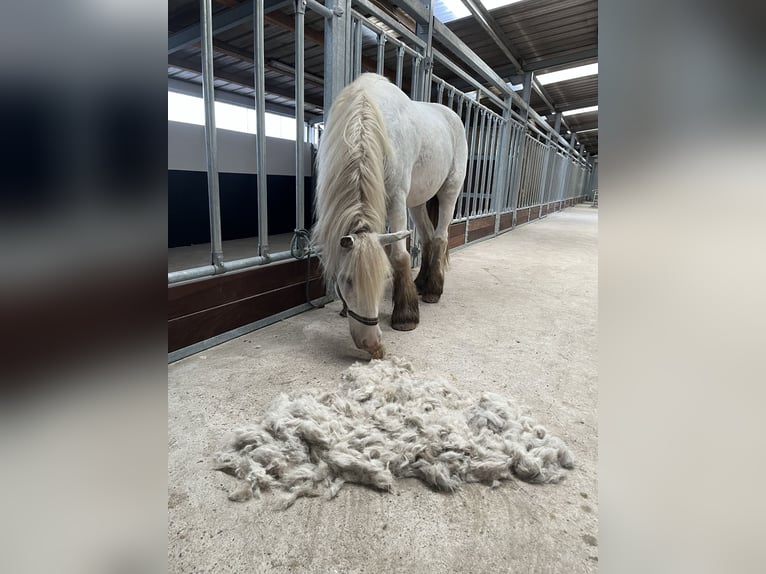 Tinker Wallach 6 Jahre 148 cm Sabino in Lathen