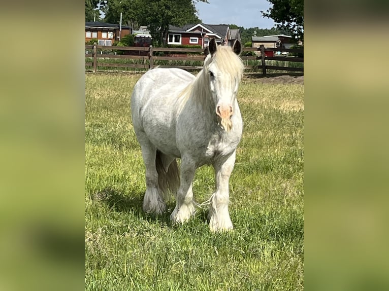 Tinker Wallach 6 Jahre 148 cm Sabino in Lathen