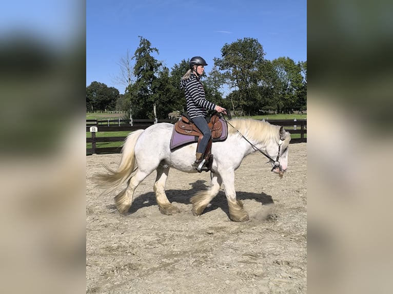 Tinker Wallach 6 Jahre 148 cm Sabino in Lathen