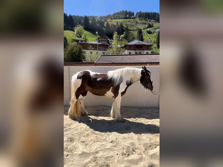 Tinker Wallach 6 Jahre 148 cm Schecke in Großarl