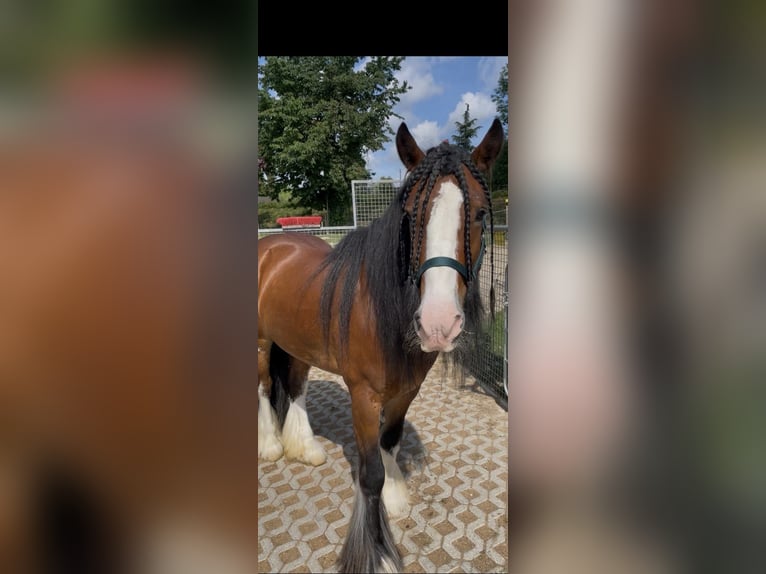 Tinker Wallach 6 Jahre 150 cm  in Efringen-Kirchen