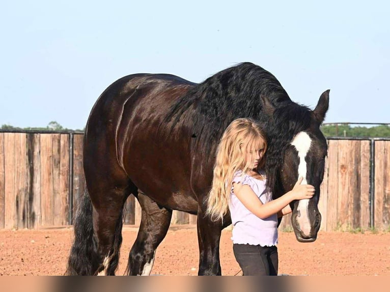 Tinker Wallach 6 Jahre 150 cm Rappe in Amarillo, TX