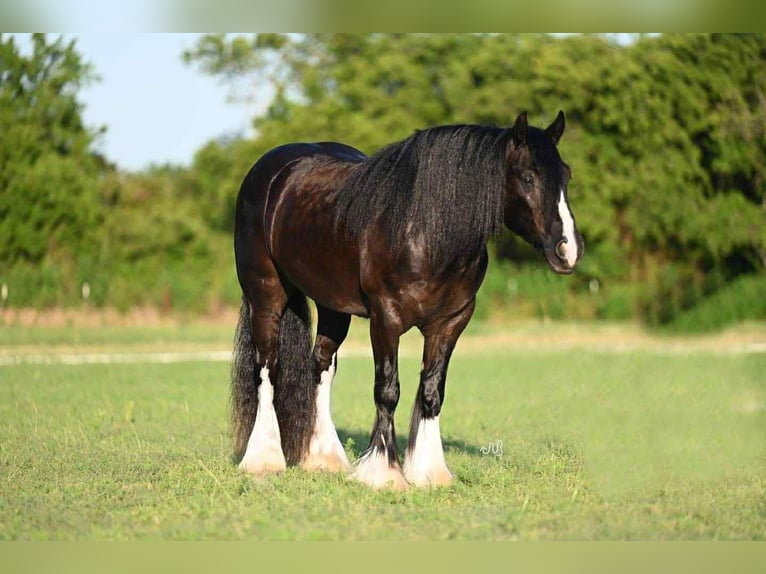 Tinker Wallach 6 Jahre 150 cm Rappe in Amarillo, TX