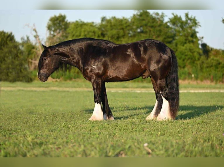 Tinker Wallach 6 Jahre 150 cm Rappe in Amarillo, TX