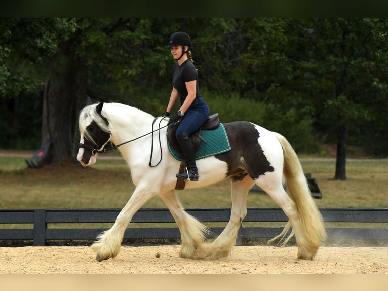 Tinker Wallach 6 Jahre 152 cm Dunkelbrauner in Liverpool