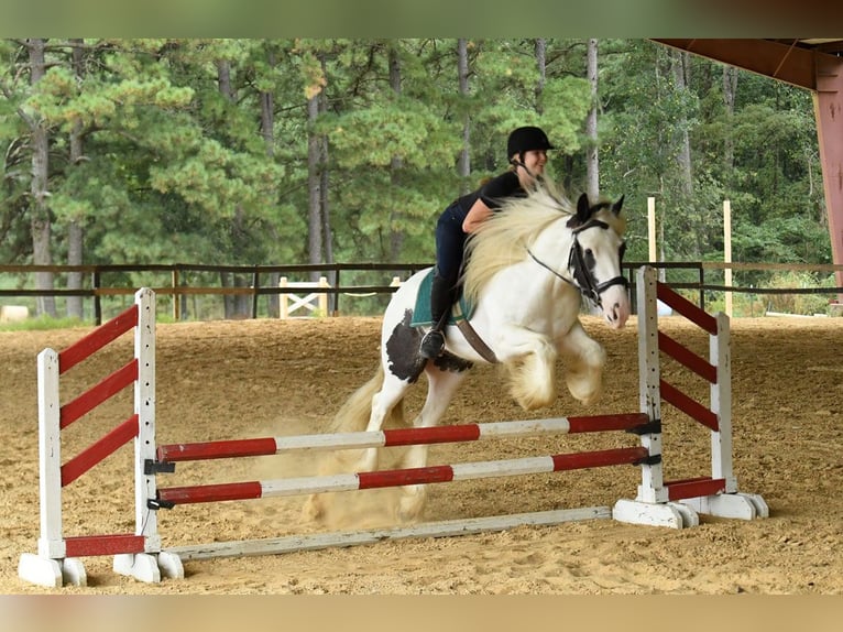 Tinker Wallach 6 Jahre 152 cm Dunkelbrauner in Liverpool