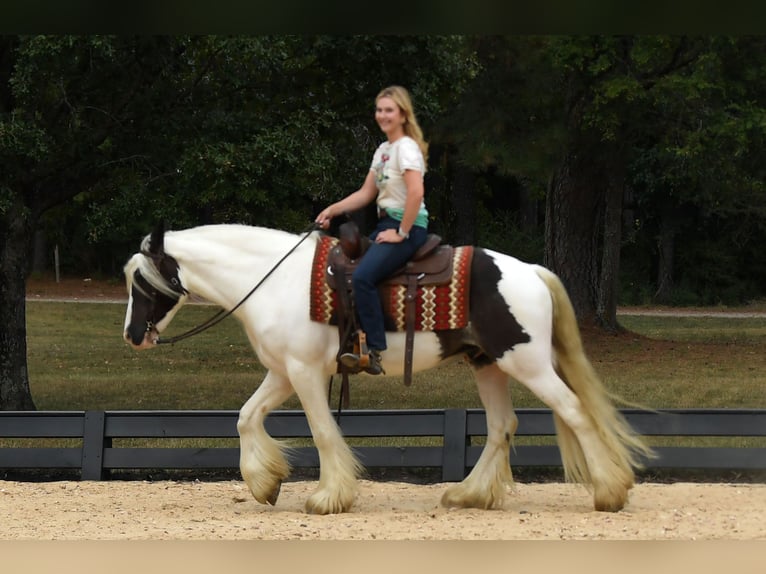 Tinker Wallach 6 Jahre 152 cm Dunkelbrauner in Liverpool