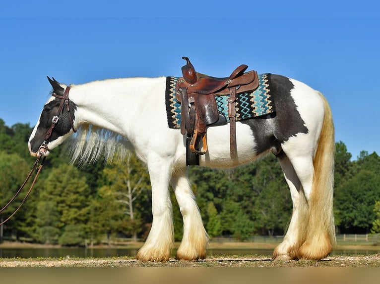 Tinker Wallach 6 Jahre 152 cm Dunkelbrauner in Liverpool