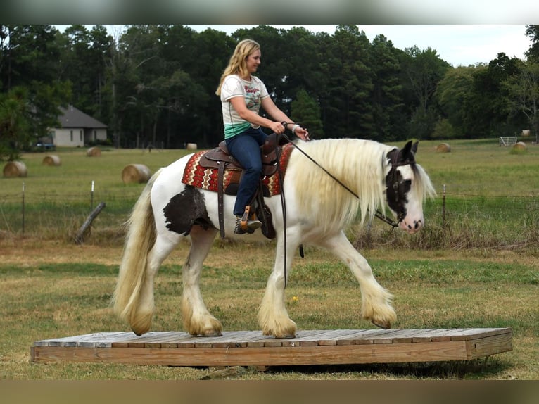Tinker Wallach 6 Jahre 152 cm Dunkelbrauner in Liverpool