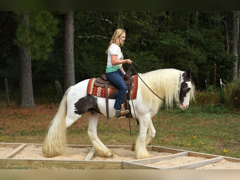 Tinker Wallach 6 Jahre 152 cm Dunkelbrauner in Liverpool