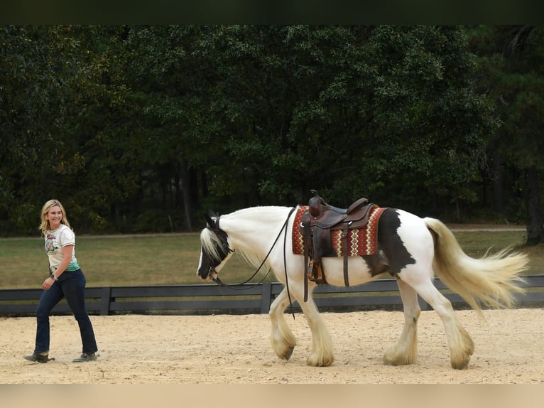 Tinker Wallach 6 Jahre 152 cm Dunkelbrauner in Liverpool
