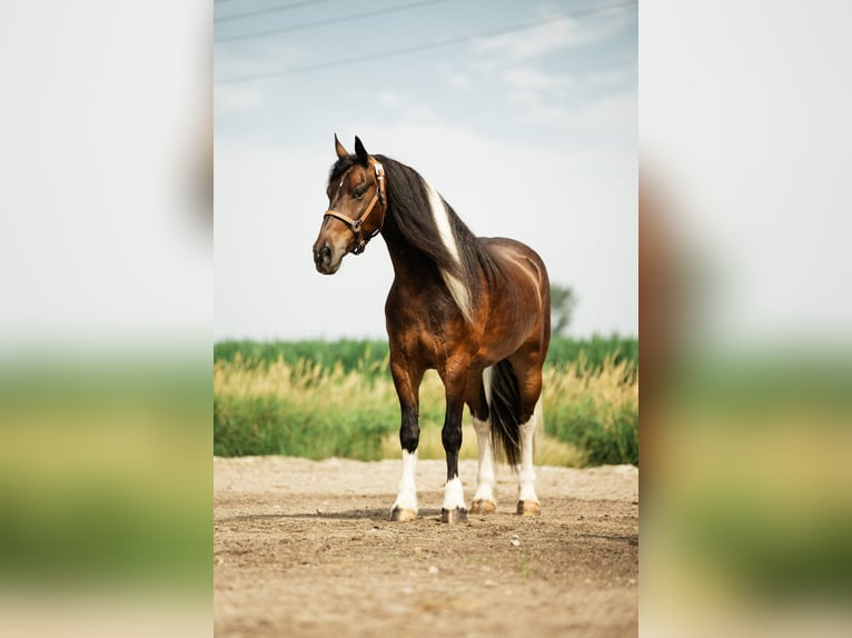 Tinker Mix Wallach 6 Jahre 152 cm Schecke in Cambridge