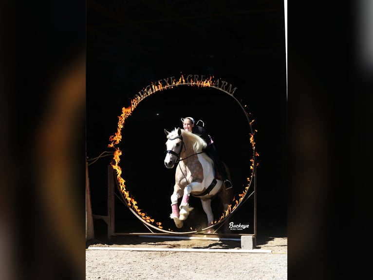 Tinker Mix Wallach 6 Jahre 152 cm Tobiano-alle-Farben in Millersburg