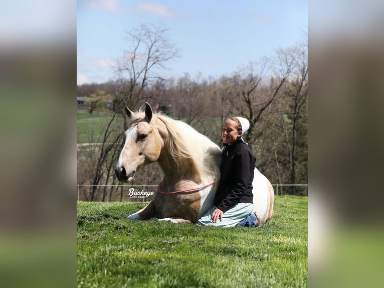Tinker Mix Wallach 6 Jahre 152 cm Tobiano-alle-Farben in Millersburg