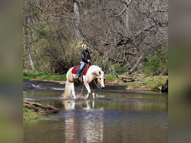 Tinker Mix Wallach 6 Jahre 152 cm Tobiano-alle-Farben in Millersburg