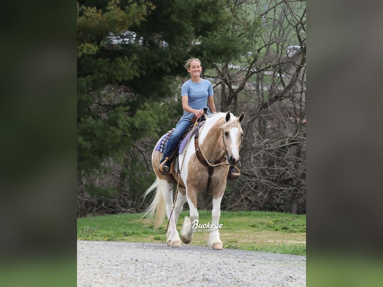 Tinker Mix Wallach 6 Jahre 152 cm Tobiano-alle-Farben in Millersburg