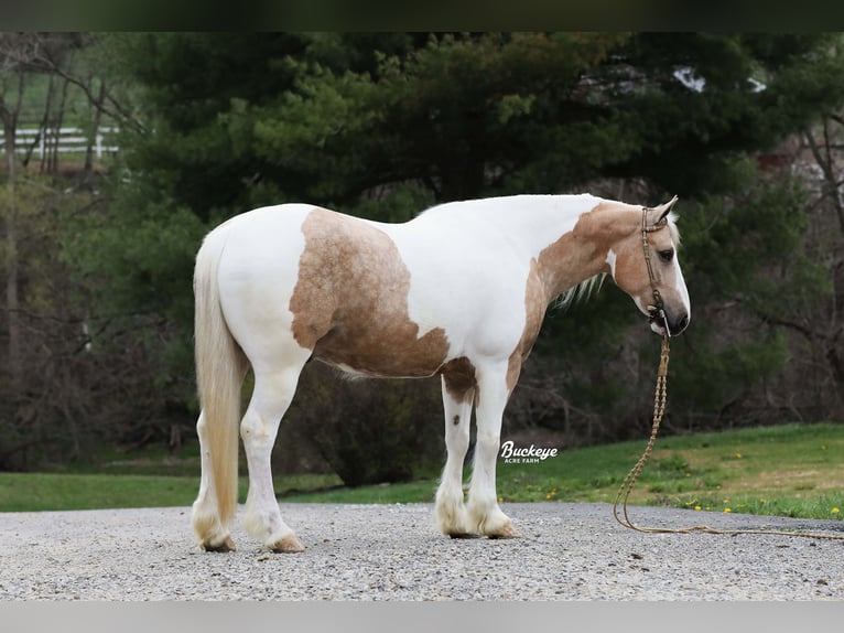 Tinker Mix Wallach 6 Jahre 152 cm Tobiano-alle-Farben in Millersburg