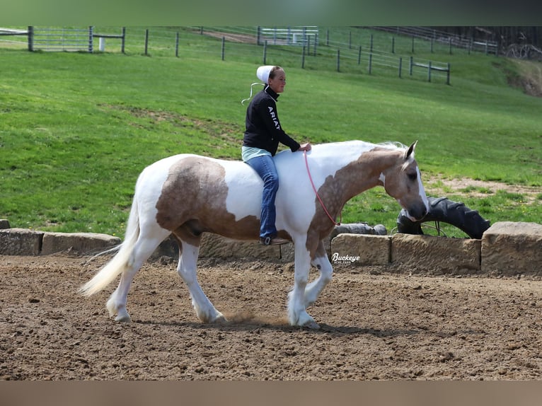Tinker Mix Wallach 6 Jahre 152 cm Tobiano-alle-Farben in Millersburg